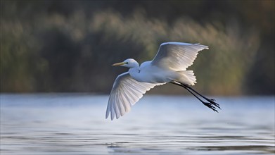 Great White Egret (Ardea alba) Winter visitor, migratory bird, resting bird, flying, foraging, lake