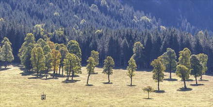 Maples (Acer) in the Risstal valley, near Hinterriß, Karwendel mountains, Tyrol, Austria, Europe