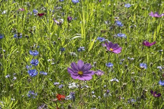 Flower meadow with cornflowers (Centaurea cyanea) and cosmos (Cosmos), Emsland, Lower Saxony,