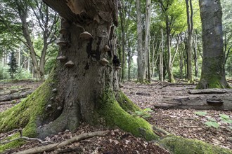 Tinder fungus (Fomes fomentarius) on bent copper beech (Fagus sylvatica), Emsland, Lower Saxony,