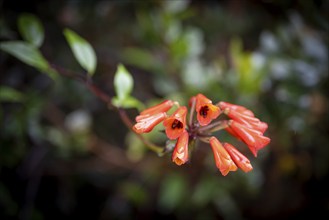 Bomarie (Bomarea), red blossom in the rainforest, Poás National Park, central highlands, Alajuela