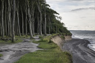 Steep coast, ghost forest, Nienhagen, Mecklenburg-Western Pomerania, Germany, Europe