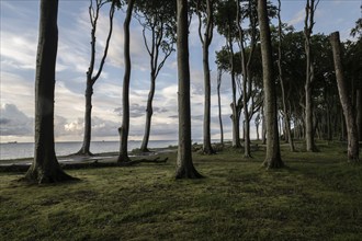 Beech forest (Fagus sylvatica), Ghost Forest Nienhagen, Mecklenburg-Western Pomerania, Germany,