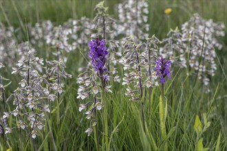 Marsh helleborine (Epipactis palustris) and Southern marsh orchid (Dactylorhiza praetermissa) mass