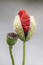 Poppy flower (Papaver rhoeas), opening flower and seed capsule, Mecklenburg-Western Pomerania,