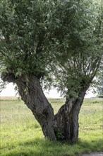 Old pollarded willow, willow (Salix viminalis), Poel Island, Mecklenburg-Western Pomerania,