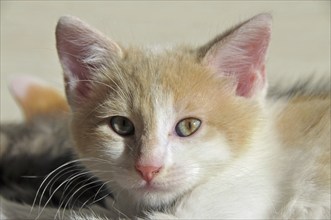 Two-month-old domestic cat (Felis silvestris f. catus), kitten