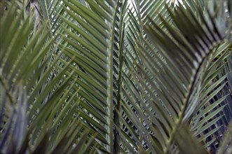 Karoo Palm Fern, Encephalartos lehmannii, South Africa, Africa