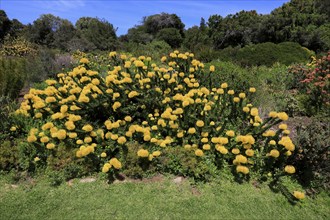 Kirstenbosch Botanical Garden, Landscape with pincushion protea (Protea Leucospermum cordifolium),