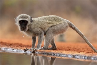 Vervet Monkey (Chlorocebus pygerythrus), adult, drinking, at the water, Kruger National Park,