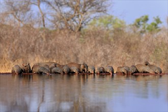 Zebra mongoose (Mungos mungo), adult, group, at the water, drinking, Kruger National Park, Kruger