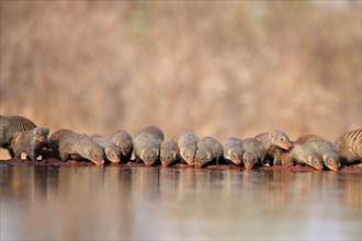 Zebra mongoose (Mungos mungo), adult, group, at the water, drinking, Kruger National Park, Kruger