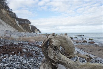 Deadwood on the cliffs, Rügen chalk cliffs, Mecklenburg-Western Pomerania, Germany, Europe