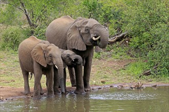 African elephant (Loxodonta africana), juvenile, mother, adult, female, mother with two juveniles,