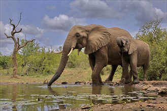 African elephant (Loxodonta africana), adult, bull, male, young, bull with young, at the water,