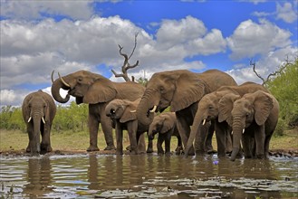 African elephant (Loxodonta africana), adult, juvenile, group, herd, at the water, drinking, Kruger