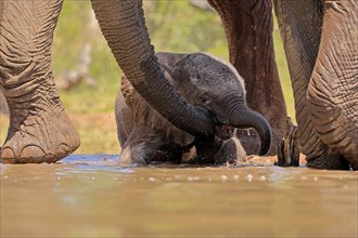 African elephant (Loxodonta africana), young animal, calf, baby elephant, mother, young animal with