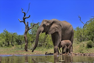 African elephant (Loxodonta africana), adult, female, mother, young animal, mother with young