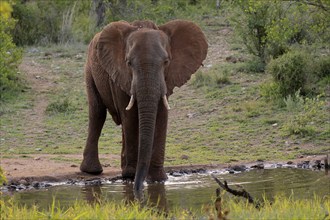 African elephant (Loxodonta africana), adult, male, bull, at the water, drinking, Kruger National