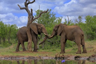 African elephant (Loxodonta africana), adult, male, two bulls, fighting, wrestling, at the water,