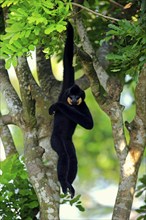 Southern Yellow-cheeked gibbon (Nomascus gabriellä), adult, male, hanging in tree, swinging from