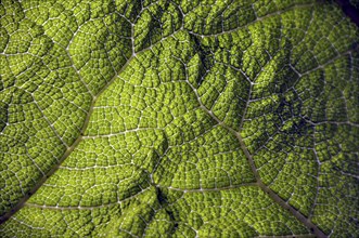 Mammoth leaf, Gunneratinctoria, Chile, South America