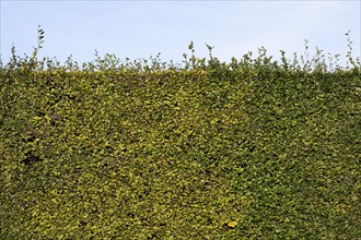 High hedge, Humlebæk, Nivå Bugt, Hovedstaden, Øresund coast, Denmark, Europe