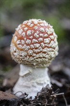 Fly agaric (Amanita mmuscaria), Emsland, Lower Saxony, Germany, Europe