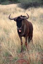 Blue wildebeest (Connochaetes taurinus), adult, browsing, Tswalu Game Reserve, Kalahari, Northern