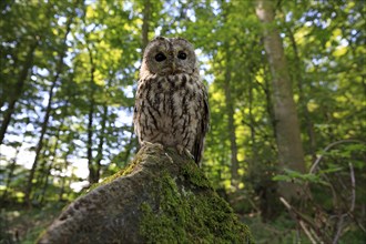 Tawny owl (Strix aluco), adult on a wait, Eifel, Germany, Europe