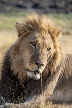 Lion (Panthera leo), animal portrait, adult male, lying in dry grass, Khwai, Okavango Delta, Moremi