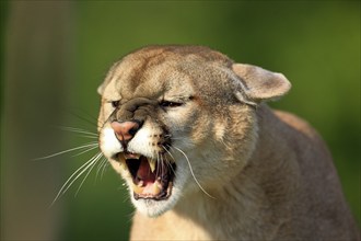 Cougar (Felis concolor), adult, portrait, hissing, angry, Minnesota, USA, North America