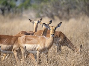 Impala (Aepyceros melampus) in tall grass, black heeler antelope, female, with herd, Kruger