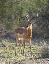 Impala (Aepyceros melampus), buck, black heeler antelope, Kruger National Park, South Africa,