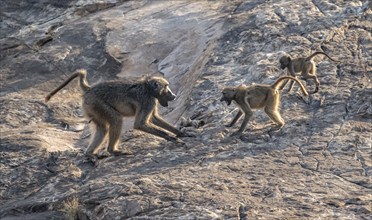 Chacma baboons (Papio ursinus), adult playing with two cubs, on stones, Kruger National Park, South