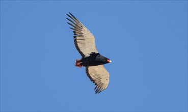 Bateleur (Terathopius ecaudatus), adult, in flight against a blue sky, Etosha National Park,