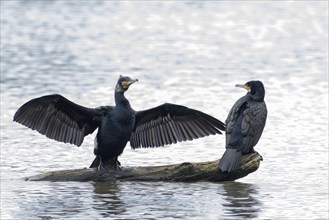 Two cormorants on a tree trunk, one with outstretched wings, Hesse, Germany, Europe