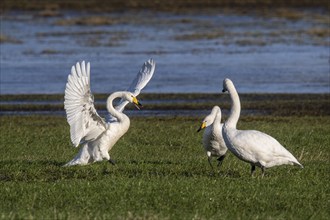 Whooper swans (Cygnus cygnus), Emsland, Lower Saxony, Germany, Europe