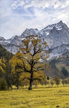 Maple tree with autumn leaves, autumn landscape in Rißtal with Spritzkarspitze, Großer Ahornboden,