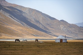 Horses at a traditional Kyrgyz yurt between golden meadows, Burkhan Valley, Terskey Ala-Too, Tien