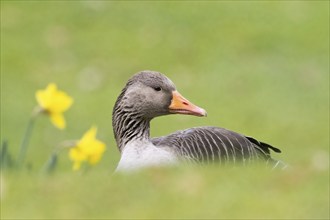 Portrait of a grey goose (Anser anser) in a meadow in spring next to daffodils, Hesse, Germany,