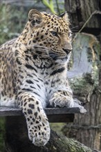 Amur leopard (Panthera pardus orientalis), portrait, Nordhorn Zoo, Lower Saxony, Germany, Europe