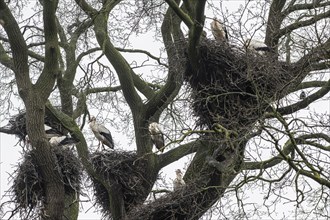 White stork (Ciconia ciconia), nesting in a tree, Nordhorn Zoo, Lower Saxony, Germany, Europe