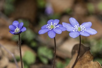 Liverwort (Hepatica nobilis), North Rhine-Westphalia, Germany, Europe