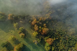 Aerial view of a forest in autumn, fog, Alpine foothills, Bavaria, Germany, Europe