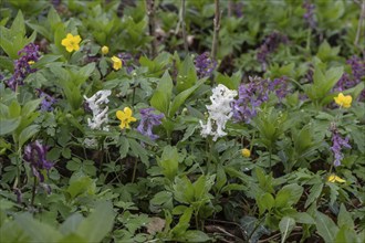 Hollow larkspur (Corydalis cava), Bad Iburg, Lower Saxony, Germany, Europe