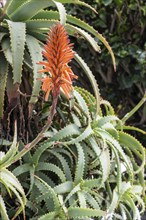 Aloe veras (Aloe vera), Lanzarote, Canary Islands, Spain, Europe