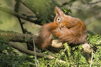 A brown eurasian red squirrel (Sciurus vulgaris) cleaning its fur on a tree branch surrounded by