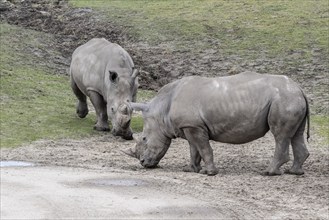 White rhinoceroses (Ceratotherium simum), Emmen Zoo, Netherlands