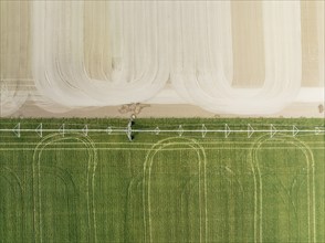 Adjoining fields. One irrigated and with crop. The other one about to be seeded. Aerial view. Drone